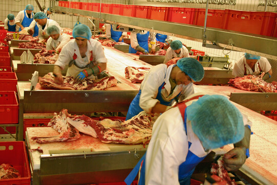 Zerlegung von Rindfleisch im Schlachthof