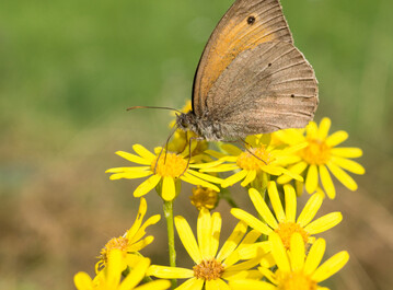 Mehr als 90 Kleinlebewesen ern�hren sich von heimischen Kreuzkr�utern. Eines davon ist das Ochsenauge, ein Schmetterling, der hier auf einem Jakobs-Kreuzkraut zu sehen ist.