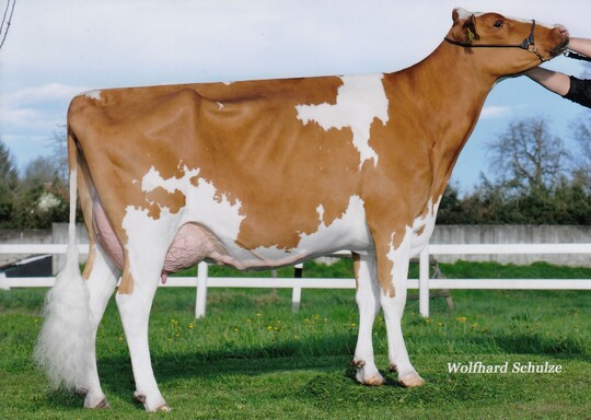 Romance ist die Mutter von Stone. Die Kuh gehört Uwe Bauer in Salem-Buggensegel.
