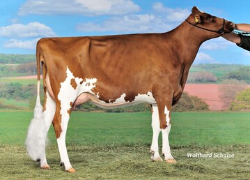 Romy P, Mutter von Falto P vom Zuchtbetrieb Rudi und Uwe Bauer, Salem-Buggensegel