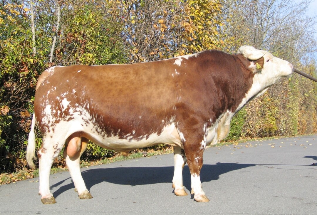   Ronlab wird die F 7- Linie mit R als Anfangsbuchstaben weiterf�hren. Er wurde 2011 geboren und wird als Doppelnutzungsbulle angeboten.