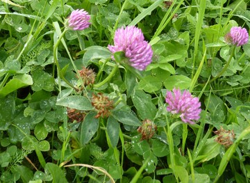 Rotklee kann ein wichtiger Eiwei�lieferant im Grundfutter sein, sofern die Nachsaat gelingt und die richtige Sorte gew�hlt wurde.