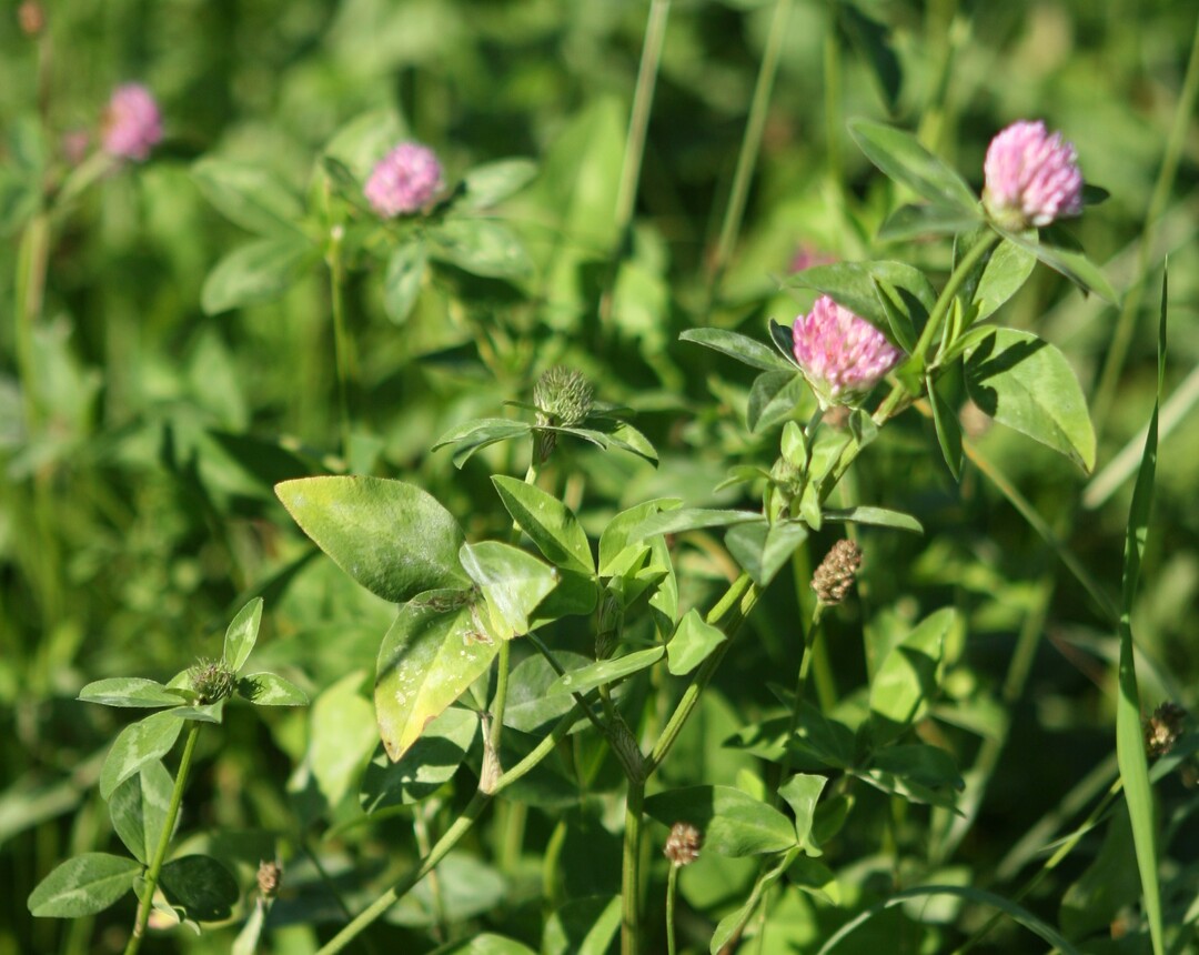 Rotklee liefert heimisches Eiwei�. Doch seine Etablierung erfordert eine gewisse Sorgfalt. Sie gelingt am besten nach dem ersten Schnitt bei ausreichend L�cken und angepasster Folged�ngung.&nbsp;
