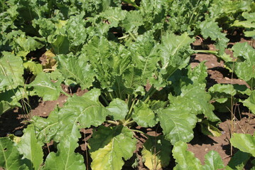 Gesunde Zuckerr�benpflanze