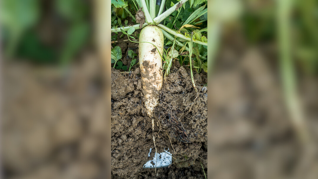 Der �lrettich ist eine Zwischenfrucht mit zahlreichen Talenten.  