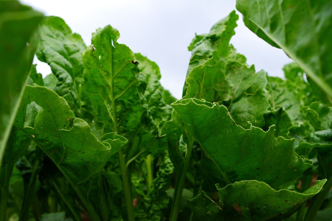 Damit gesunde R�ben wachsen, ist in einigen F�llen nun eine Notfallzulassung f�r die Saatgutbeize erlassen worden.&nbsp;