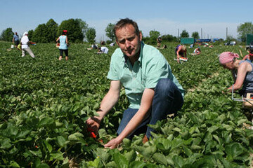 Wolfgang Ruther bef�rchtet deutlich h�here Kosten im Erdbeeranbau, sollte der Mindestlohn kommen