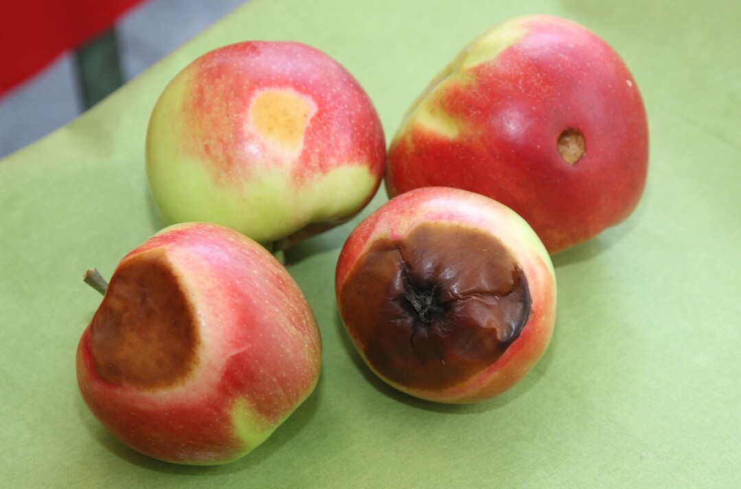 Typische Kernobstschäden in diesem Jahr am Beispiel Elstar: von Vögeln angepickt (rechts oben) oder Sonnenbrand (links oben). In beiden Fällen kommt es später zu Fäulnis. Werden Sonnenbrand oder angestochenes Obst frühzeitig entdeckt, ist noch die Verwertung als Mostobst möglich.