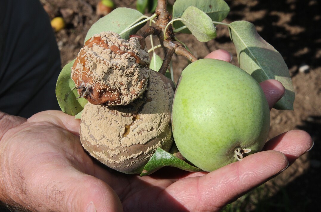 Nicht gewünschte Kettenreaktion am Beispiel der Birnensorte Alexander Lukas: Die kleine Birne (links oben) wurde zuerst angestochen, faulte, steckte die darunter liegende an, die ebenfalls faulte und bereits die rechts anliegende Birne geschädigt hat. Den Ertragsausfall beim Kernobst durch Sonnenbrand, Insekten, Vögel und Fäulnis beziffert Markus Nanz in diesem Jahr auf bis zu 15 Prozent, statt unter fünf Prozent in anderen Jahren.