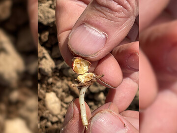 Die Ursache f�r Fehlstellen in Maisbest�nden k�nnen erhebliche Sch�den durch die Saatenfliege und durch Drahtw�rmer sein.