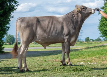 Sabra P wurde von Matthias Brauchle in Leutkirch gezogen und geh�rt zu den besten Eutervererbern der Hornloszucht.