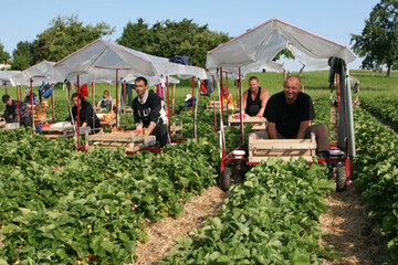 Durch die Absicht, den Mindestlohn auf zwölf Euro anzuheben, sieht das Netzwerk der Spargel- und Beerenanbauverbände die heimische Produktion massiv gefährdet.