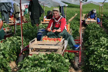 Als Folge steigender L�hne wachsen die Anforderungen an die Arbeitsleistung von Erntehelfern.