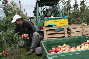 Sollte der Mindestlohn kommen, sieht der S�chsische Obstbauverband aufgrund des hohen Anteils an Handarbeit im Obstbau Arbeitspl�tze in Gefahr. Die Produktion k�nnte sich in Billiglohnl�nder verlagern. 