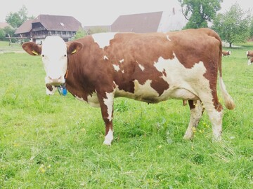 Die Vorderw�lder-Kuh Salute, eine Gipig-Tochter aus der Zucht von Stefan Weiss in Sch�nwald, �berzeugt durch ein einheitlich gutes Exterieur mit der Euternote 8.