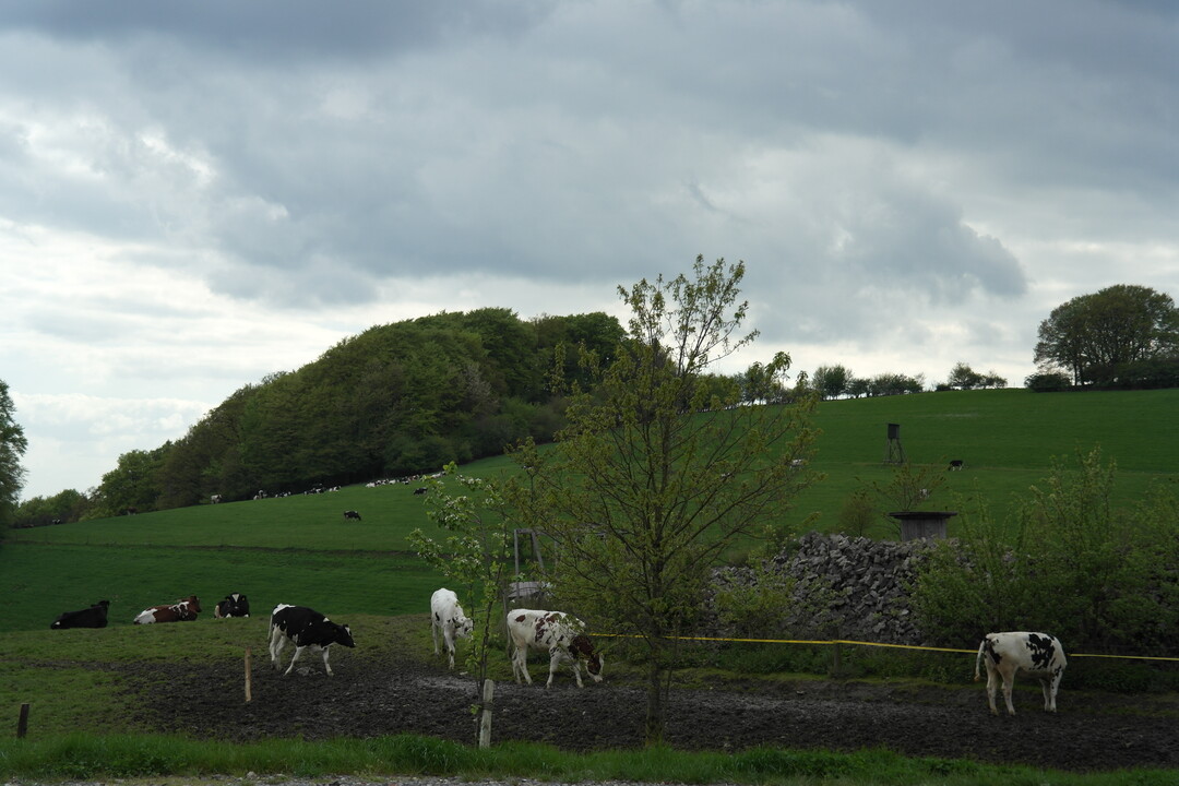 Die Sommerweideprämie zählt zu den FAKT-Maßnahmen.