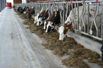 Zwei Drittel aller Antragsteller waren Milchviehbetriebe.