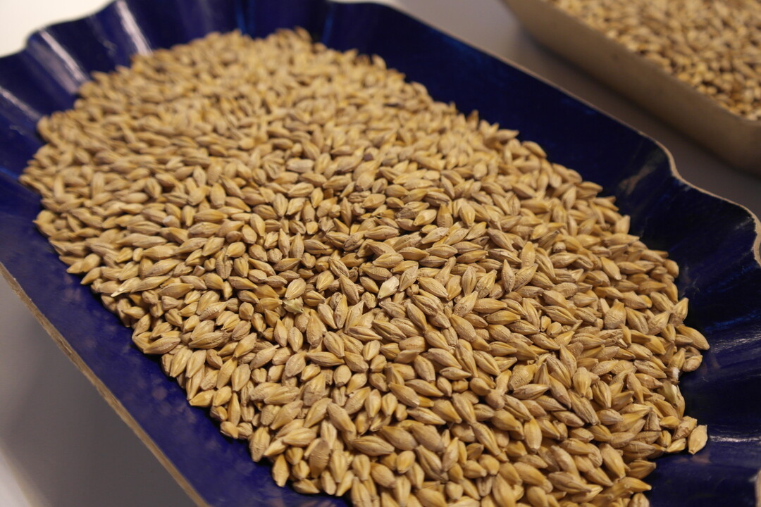 Die Nachfrage nach Braugerste kann nicht lokal gedeckt werden.