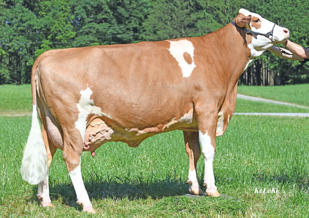 Sambucca ist die Mutter des Wookie-Sohnes Wolfram und gleichzeitig eine bekannte Schaukuh in Oberösterreich.