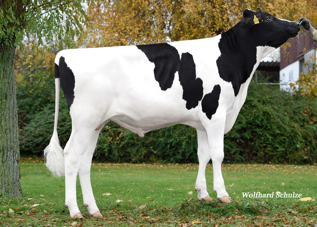 Sartre RDC ist der höchste Rotfaktorbulle bei der RBW.