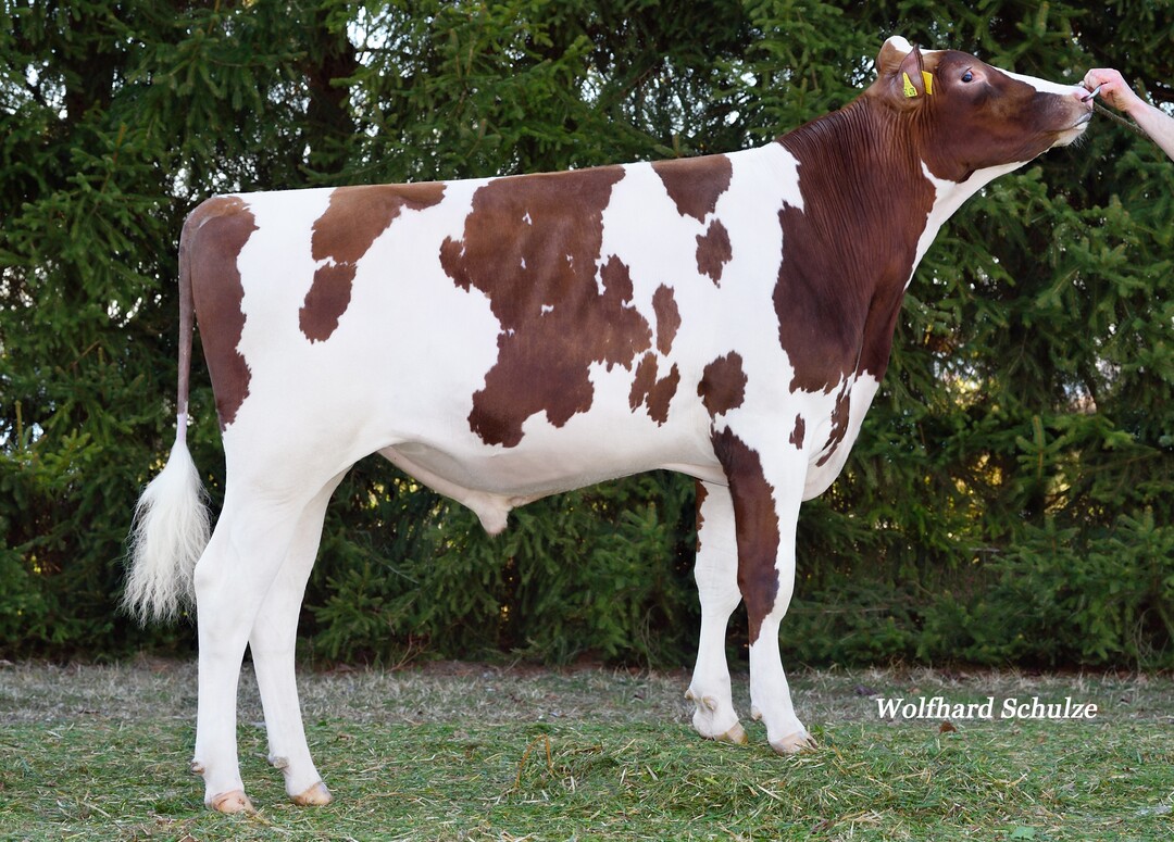 Savoy PP ist ein interessanter reinerbig hornloser Rotbuntbulle mit guten Werten für Gesundheit und Euter.