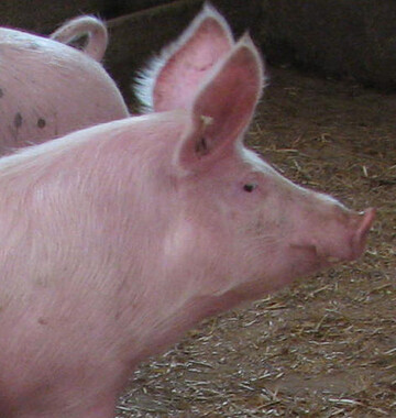 Den M�stern und Ferkelerzeugern geht die Preiserholung am Schlachtschweinemarkt zu langsam. Sie br�uchten dringend h�here Preise, um nicht noch mehr Geld zu verlieren. 