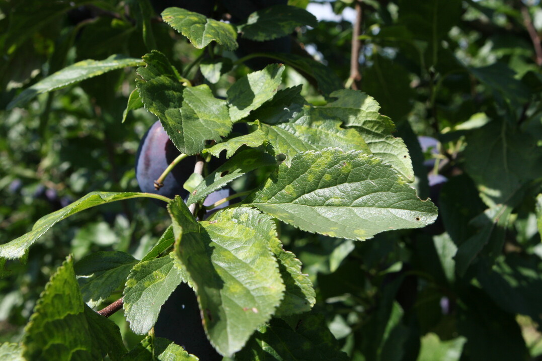 Werden Zwetschgenb�ume vom Scharkavirus befallen, sinken die Ertr�ge, die B�ume k�nnen auf lange Sicht absterben. Mit hypersensiblen Sorten und hypersensiblen Unterlagen l�sst sich das Problem angehen. Was hypersensible Unterlagen leisten, wurde in einem Versuch in Augustenberg gepr�ft.&nbsp;