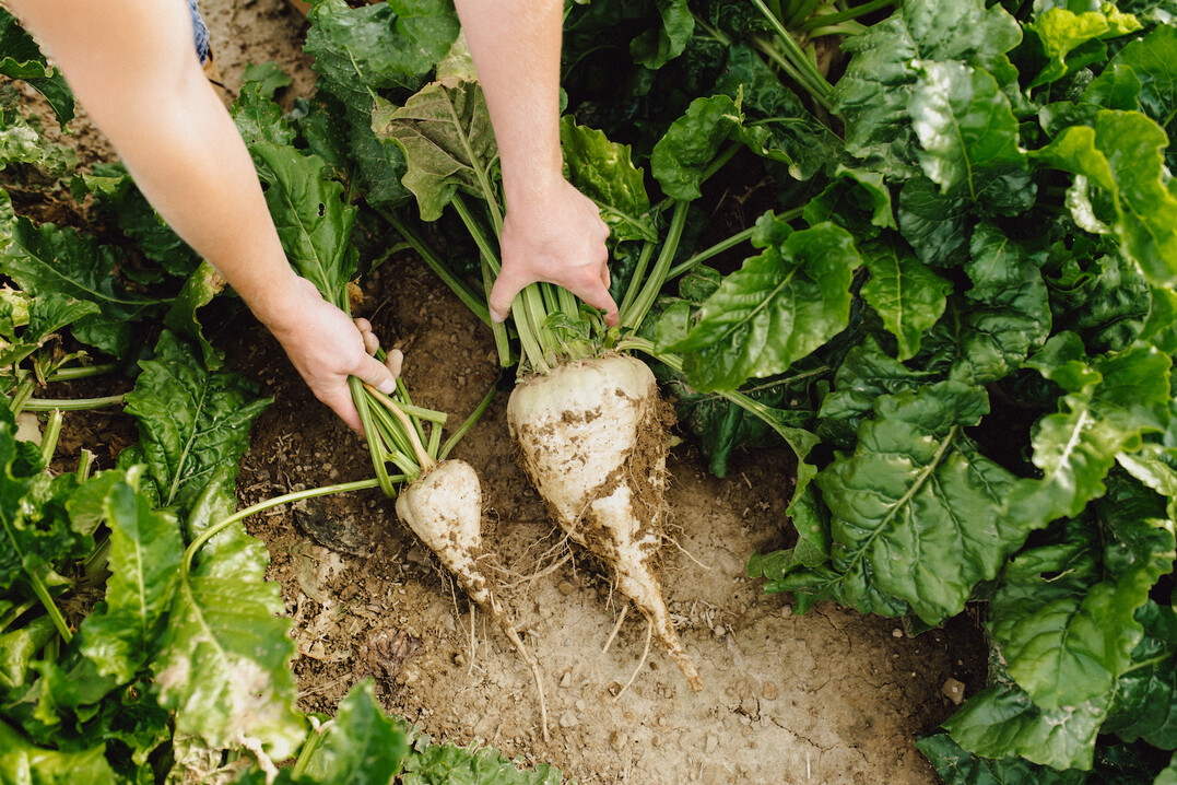 Der Zuckerr�benertrag mit und ohne Pflanzenschutz unterscheidet sich deutlich.