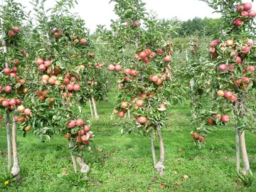 Werden die B�ume vor der Ernte entbl�ttert, stehen die Fr�chte im Licht und k�nnen besser ausf�rben.