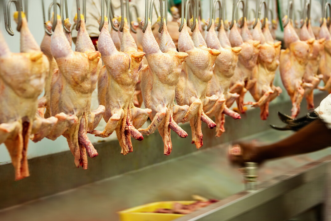 Die Geflügelfleischerzeugung ist in einigen EU-Ländern gestiegen.
