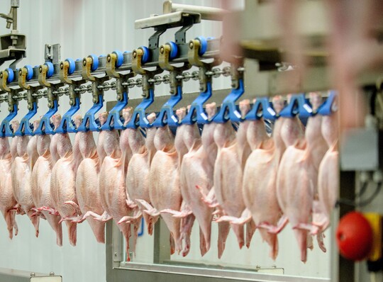 Aufgrund der Ausbreitung der Geflügelpest kann es zu Verzögerung bei den Schlachtterminen für Geflügel kommen.