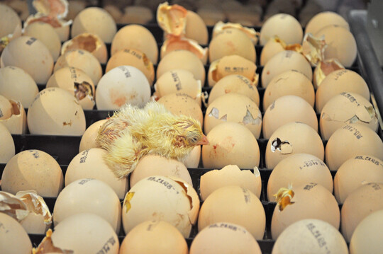 Laut einer Abfrage des Landesamt für Natur, Umwelt und Verbraucherschutz (Lanuv) in NRW landen viele männliche Küken nach dem Schlupf im Ausland.