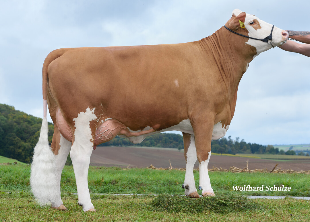   Die Hilfinger-Tochter Schmetterling aus der Zucht der Golther GbR in Jagsthausen best�tigt die �berragende Eutervererbung des Bullen.