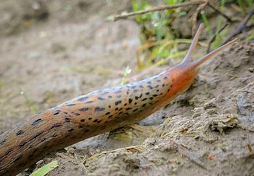 Schnecken wandern oft aus Randbereichen in den Getreidebestand ein.