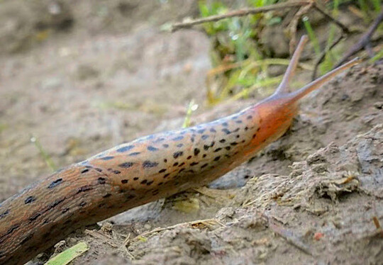 Schnecken wandern oft aus Randbereichen in den Getreidebestand ein.