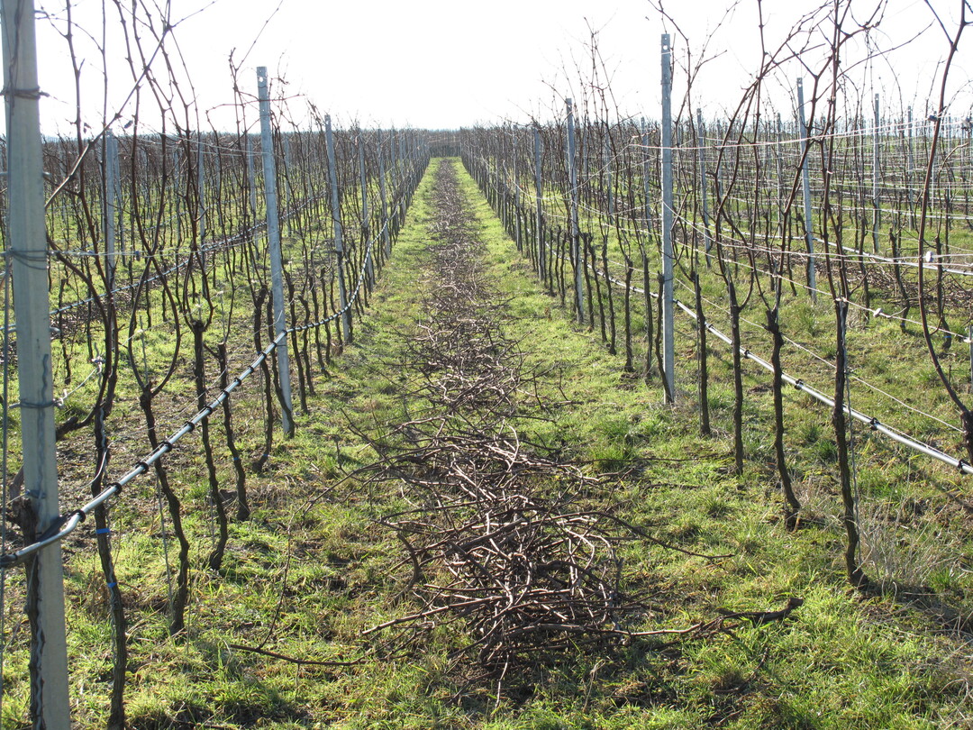 Junganlagen sollten nicht zu w�chsig sein. Das l�sst sich an der Menge des Schnittholzes gut ablesen.
