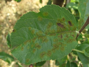 Schorfbefall auf Bl�ttern: Die zun�chst olivgr�n verf�rbten Blattstellen werden sp�ter nekrotisch. Die Bl�tter sterben vorzeitig ab und tragen nicht mehr zur Versorgung von Fr�chten bei.