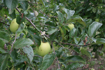 Zur Bek�mpfung wichtiger Krankheiten und Sch�dlinge stehen immer weniger Pflanzenschutzmittel zur Verf�gung. Das beklagte der Bundesausschuss Obst und Gem�se bei seiner Sitzung in Berlin. 