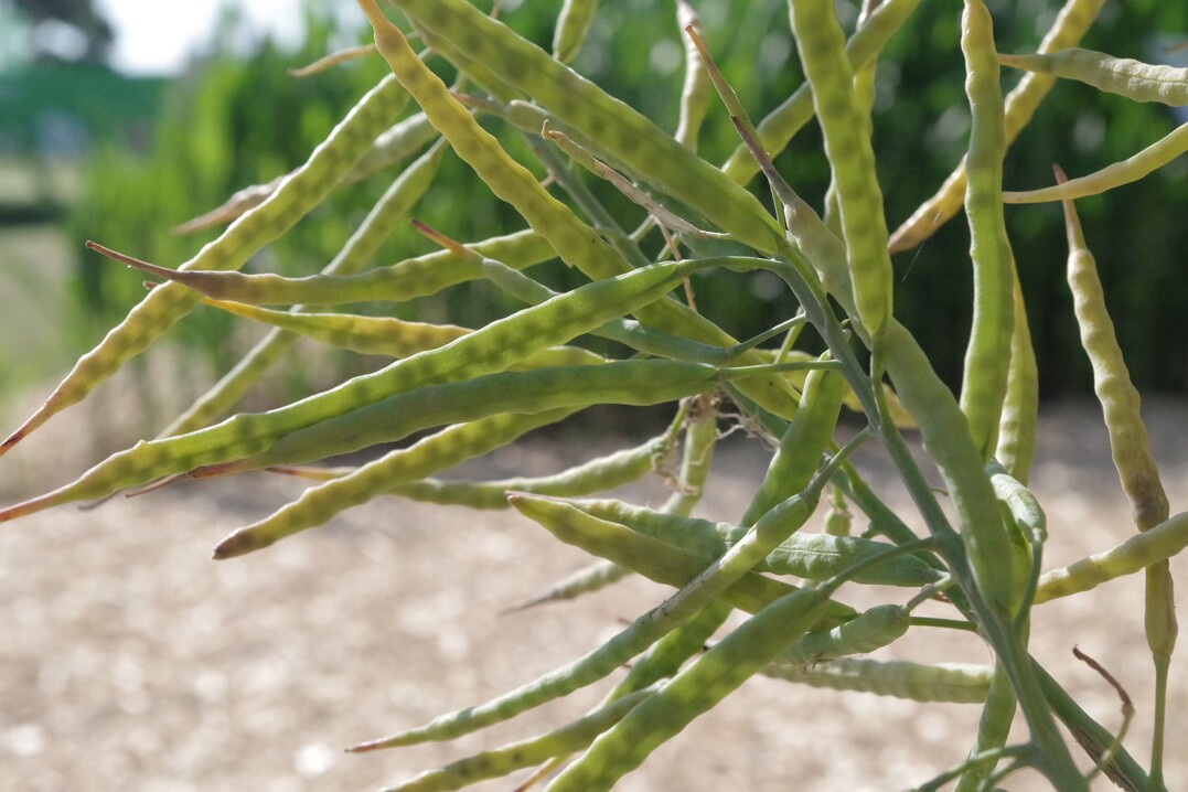 Eine Bekämpfung von Kohlschotenrüssler und Kohlschotenmücke kann Sinn ergeben, damit die Schoten unversehrt bleiben - wie im Bild - und nicht durch den Schädlingsbefall frühzeitig abreifen und platzen.