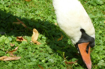 Abstand zu Wasservögeln dringend einhalten: Vornehmlich in der Nähe von Gewässern jeglicher Art und Größe sollten Geflügelhaltungen mit Auslauf vorsorglich mittels eines engmaschigen Netzes oder Drahtgitters soweit möglich überspannt werden.