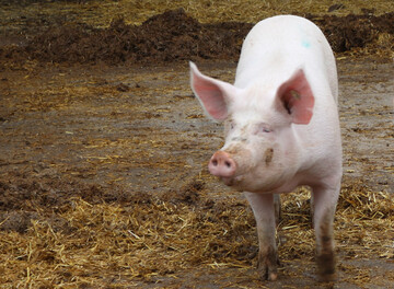  Die VEZG-Notierung f�r Schlachtschweine legte in der letzten Februarwoche nochmals zu, auch die Ferkelpreise steigen langsam wieder. 
