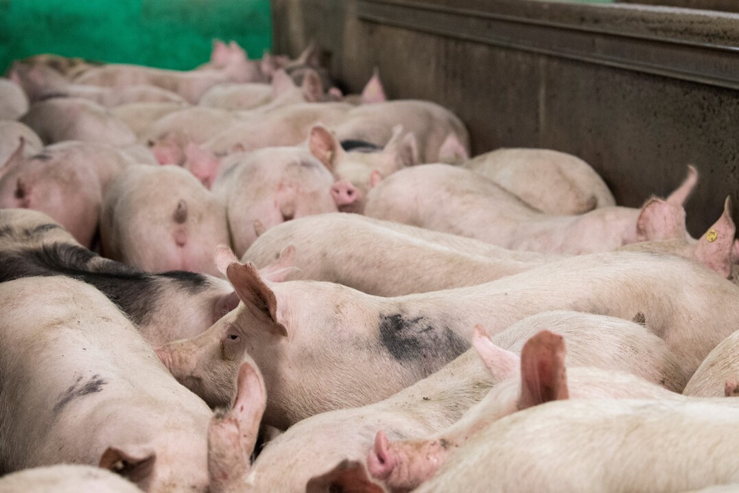 Letztes Jahr hat die M�ller Gruppe unter anderem das Regionalpakt f�r das s�ddeutsche Schwein ins Leben gerufen.