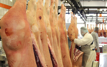 Der coronabedingte Preiseinbruch bei den Schlachtschweinen und bei den Ferkeln hat den Schweinemarkt heftig durcheinander gewirbelt. Ab Mitte Mai mehren sich die Signale, dass sich die Preise wieder erholen k�nnten. 