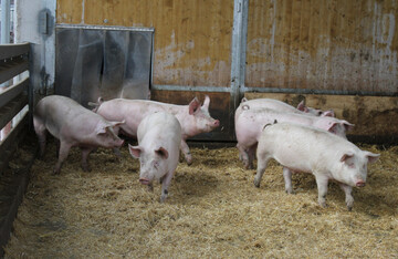 EPI-AGRI soll das Tierwohl fördern. Im Zuge dessen wurde 2020 unter anderem die App: "Fit for pigs" entwickelt.