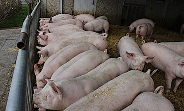  Bei Edeka S�dwest wird schon seit Jahren in Markenfleisch-Programme investiert. Im Jahr 2020 wurde damit nach eigenen Angaben erstmals gutes Geld verdient. Das Bild zeigt Mastschweine aus dem Hofgl�ck-Programm von Edeka S�dwest. Deutschlandweit ist der Pro-Kopf-Verbrauch von Schweinefleisch schon seit Jahren r�ckl�ufig - Markenfleischprogramme sollen helfen, diese Verluste wettzumachen. 