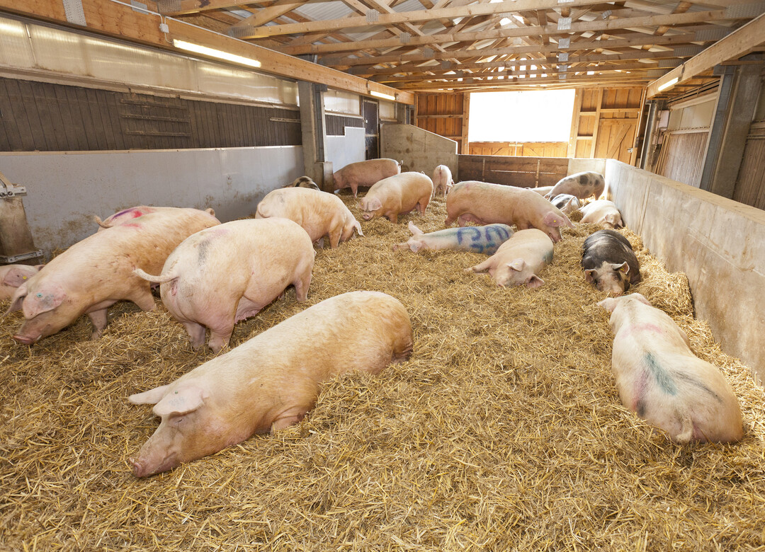 Schweine auf dem Versuchsbetrieb