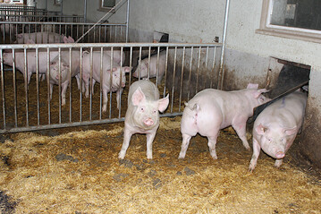 Stallumbau: In diesem Schweinestall wurden die Wände eingerissen, so dass die Schweine jetzt einen Auslauf nach draußen bekommen haben. So ein Umbau wird mit zinsverbilligten Darlehen gefördert, wenn er nach Fertigstellung mindestens die Anforderungen der Haltungsform Stufe 3 der Initiative Tierwohl erfüllt.