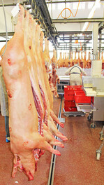 In den ersten vier Monaten dieses Jahres wurden in Deutschland entgegen dem europäischen Trend (-0,7 Prozent) unerwartet viele Schweine (+2,5 Prozent) geschlachtet. Diese Entwicklung ist nun aber gestoppt (Schlachtungen 1. Halbjahr 2013, + 1,2 Prozent).