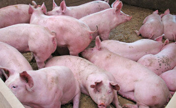 In Baden-W�rttemberg ging damit die Zahl der Schweinehalter innerhalb eines Jahres um 7,4 und die der Zuchtsauenhalter um 8,8 Prozent zur�ck.