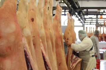 In Mannheim steht der Schlachtbetrieb vor dem Aus. Der Schlachthof in Riedlingen, eine Niederlassung von Vion Crailsheim, schloss Ende Juli seine Pforten. Vor zwei Wochen stellte auch die Schlachterei Gramling in Siegelsbach bei Bad Rappenau ihre Schlachtungen ein. Das Bild zeigt Schweineh�lfen in einem Zerlegebetrieb in S�ddeutschland. 